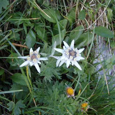 Apartmán Asterix Grindelwald