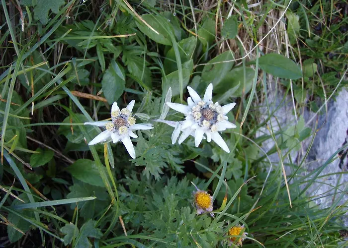 Lejlighed Asterix Grindelwald